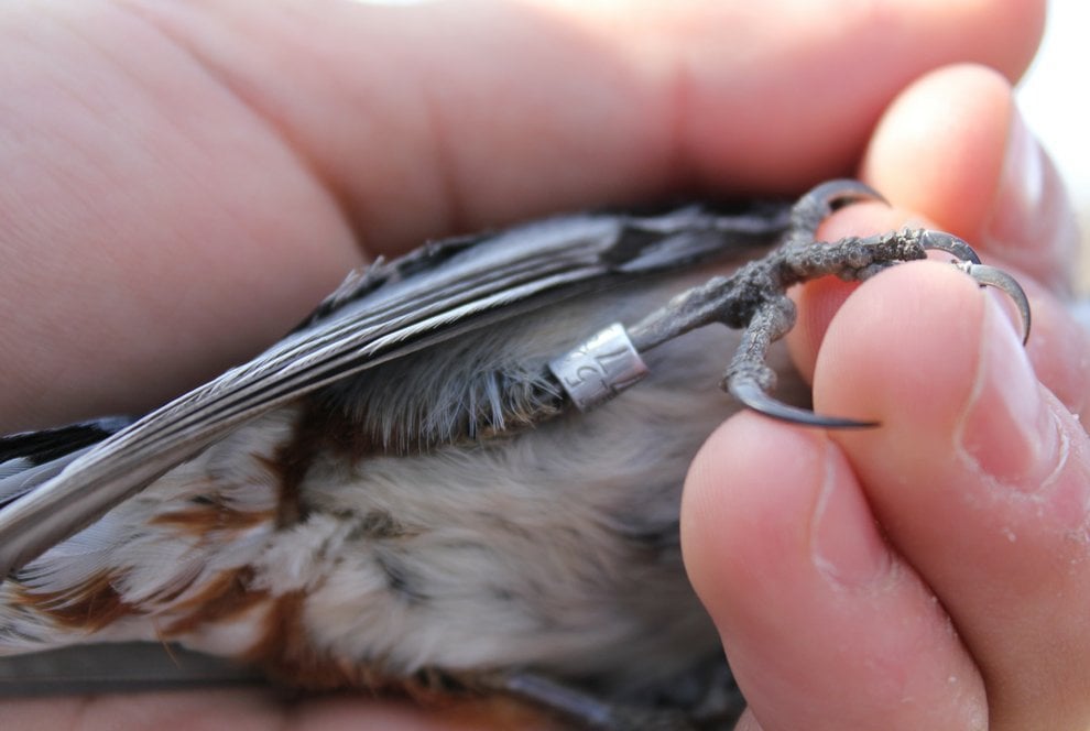 Bird Ring Tracker