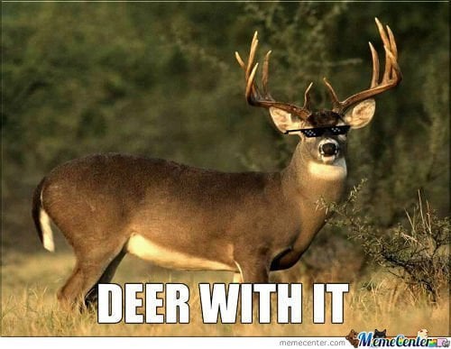 Look deer in attraction headlights Deer in