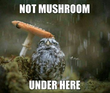 Mushroom meme