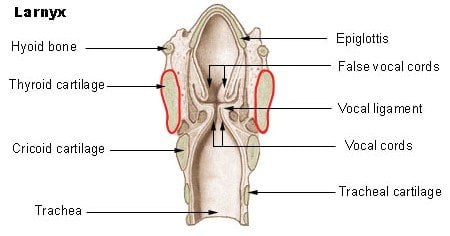 Basic parts of the human larynx Illu larynx