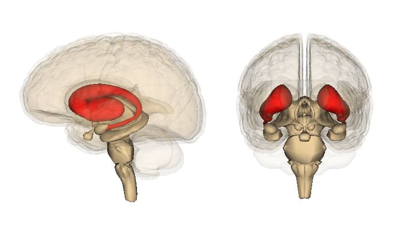 Brain Striatum