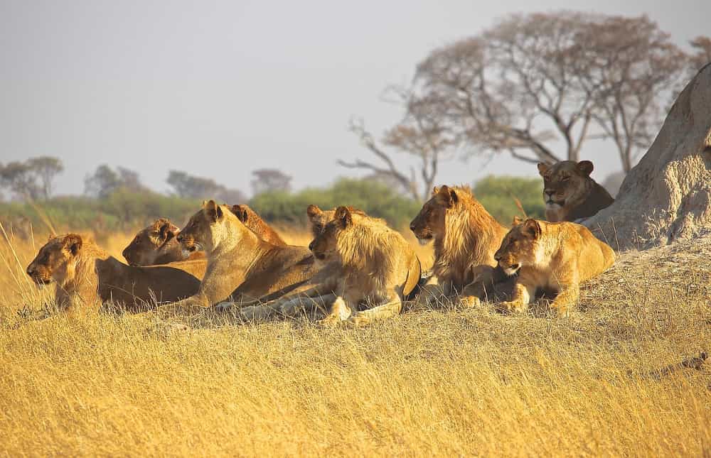 Lions pride sitting in africa