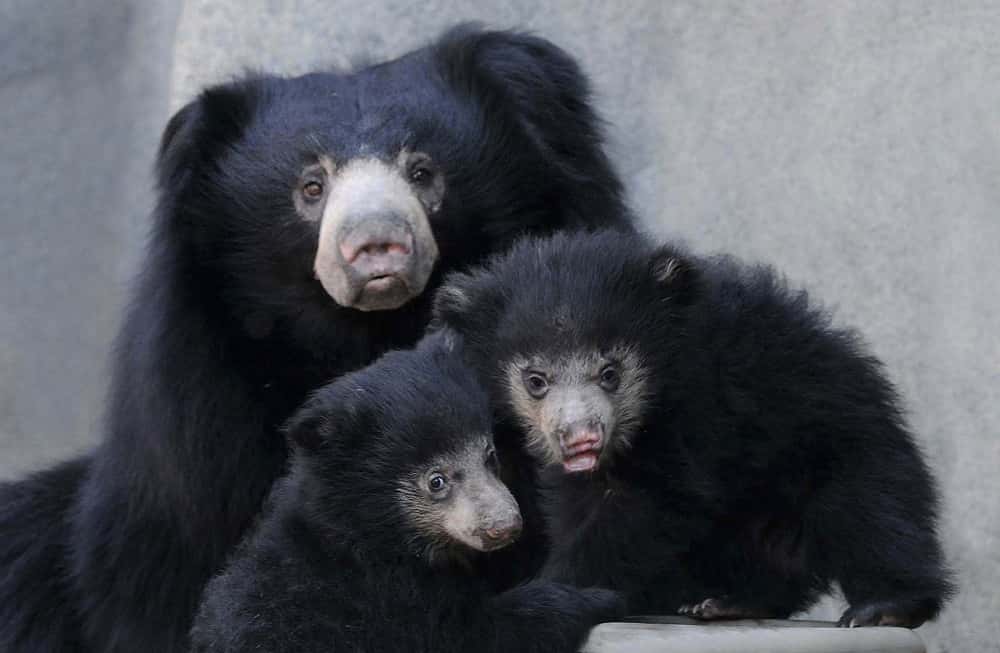 Filial cannibalism is fairly common in sloth bears.