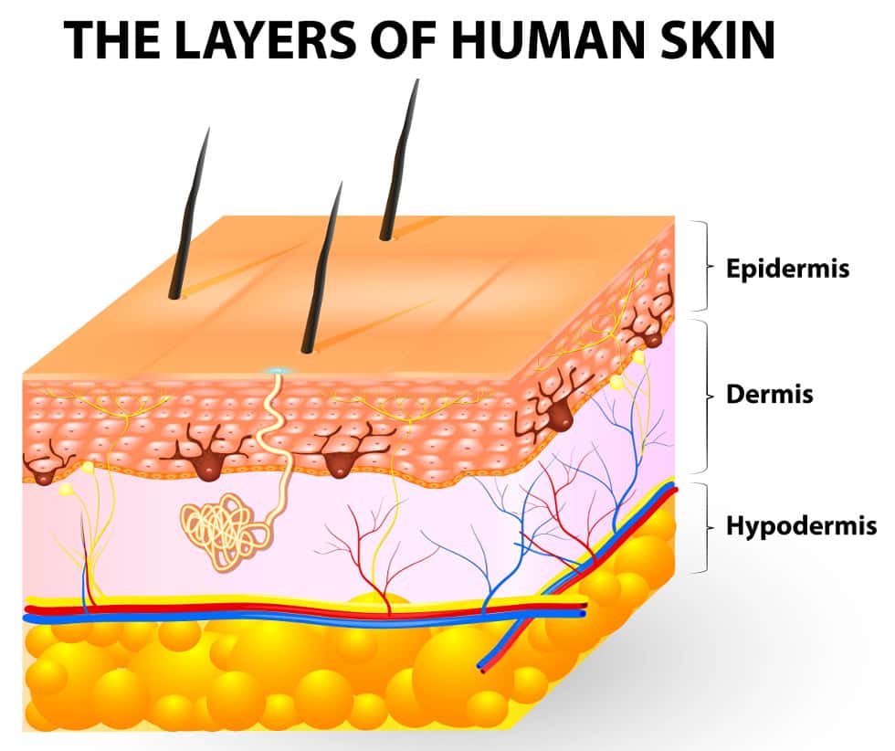As camadas da pele humana