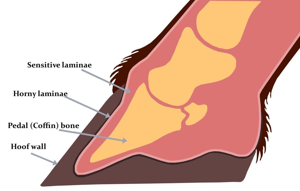 This disease, known as laminitis, is excruciating for horses. 