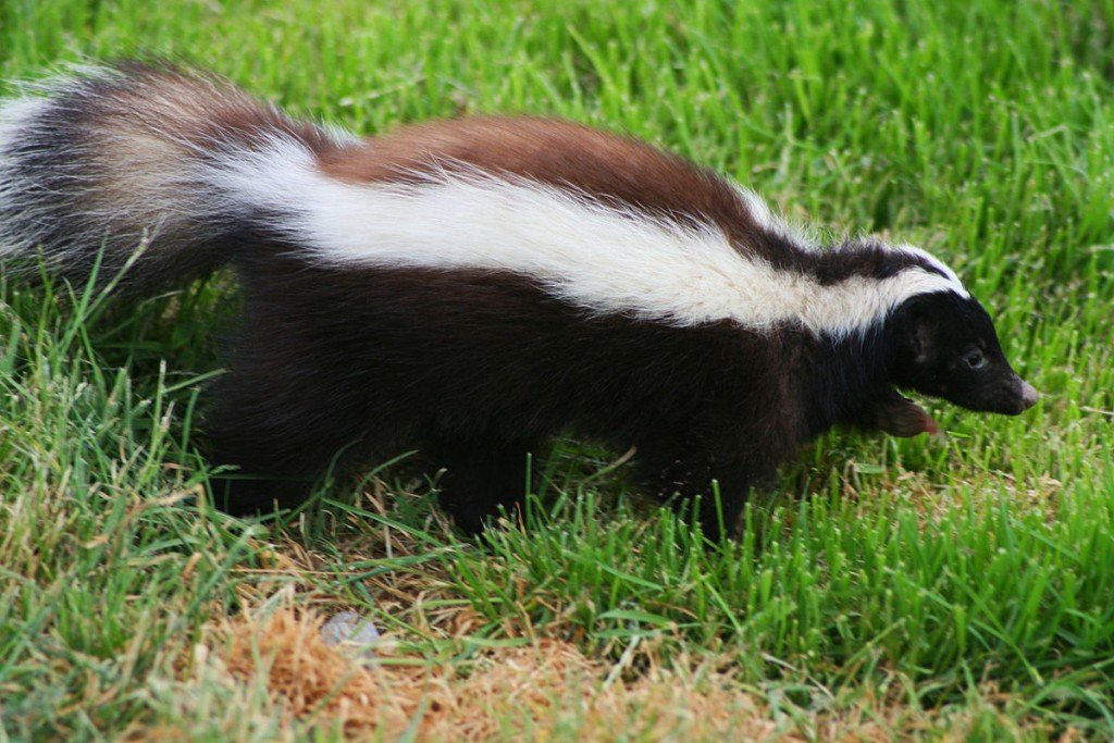 Skunk