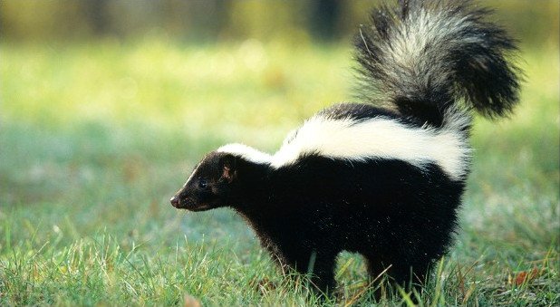 Skunk spraying