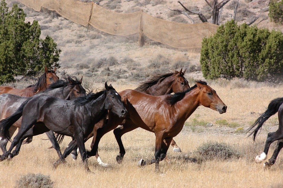 running horses