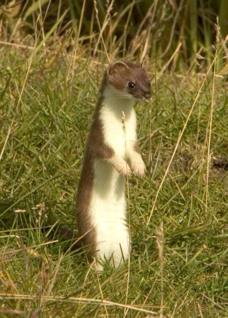 standing weasel Mustela erminea upright