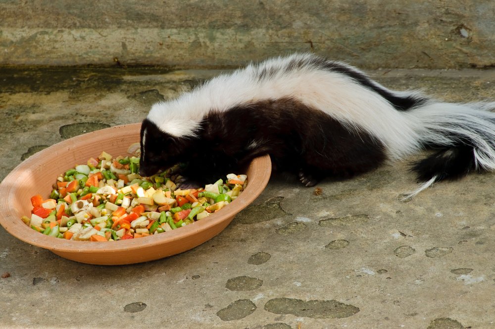 Striped skunk