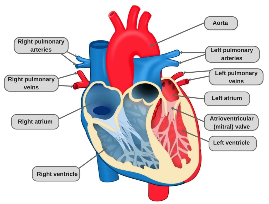 Heart diagram parts