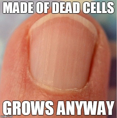Why Do We Have Fingernails And Toenails? Why Do We Have Fingernails And Toenails?
