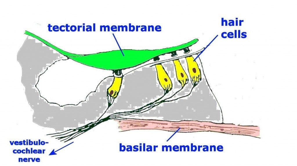 Hair Cells