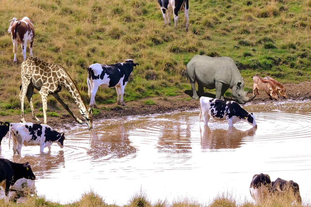 Animals drinking water from pond_