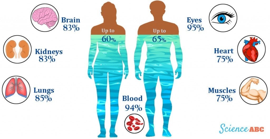 The water tide inside human body_