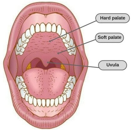 Uvula diagram