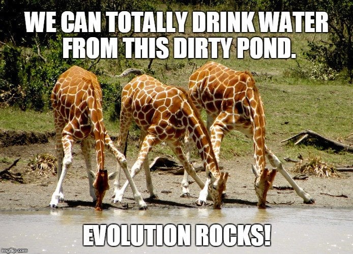 Why can animals drink dirty water? Why can animals drink dirty water?