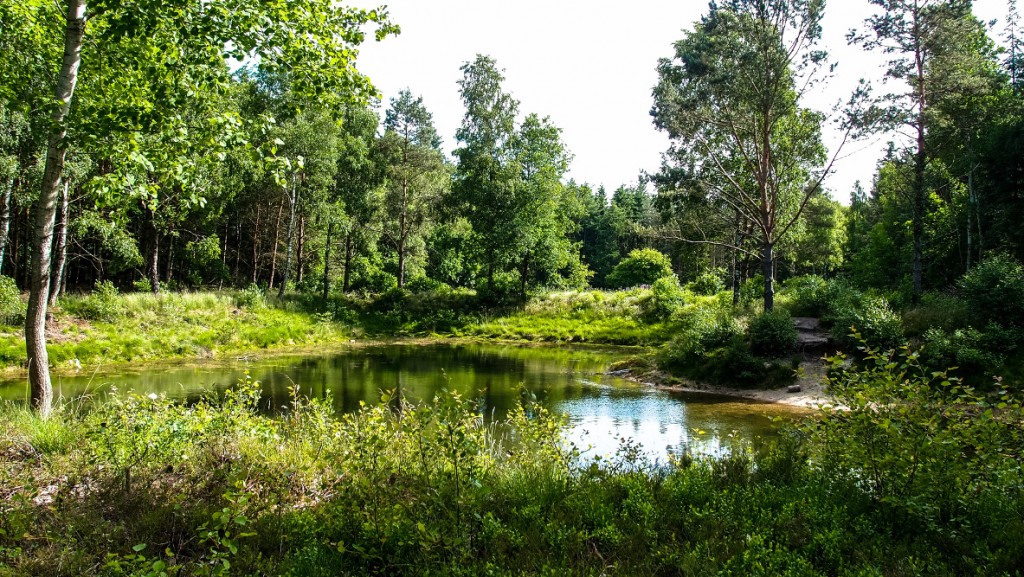 small pond in jungle