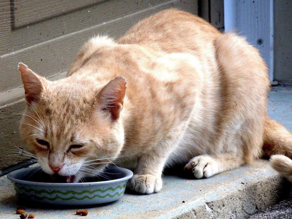 Cat eating from bowl