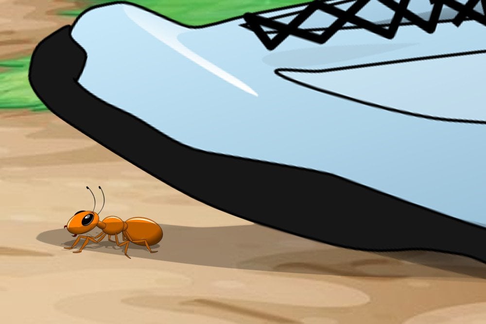 Foot on ant