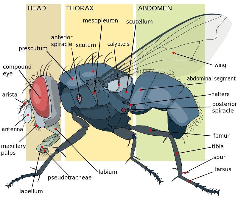 Housefly anatomy key diagram