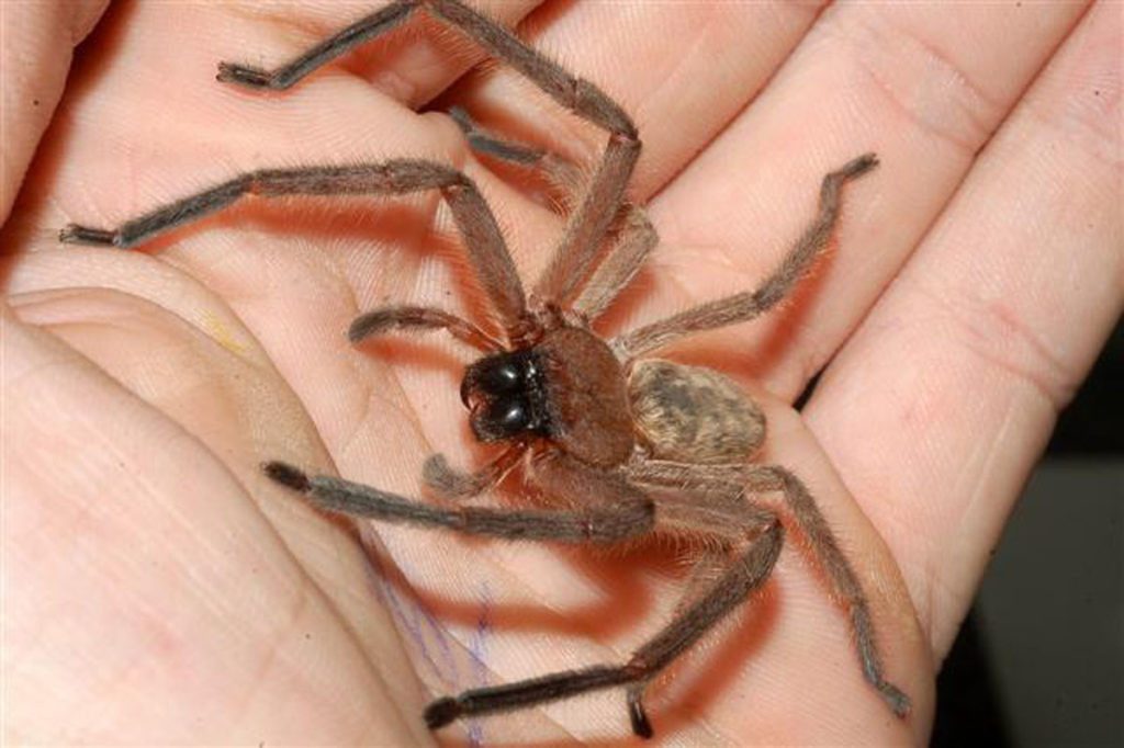 Huntsman spider