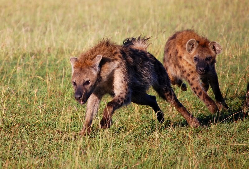 Hyenas giggling