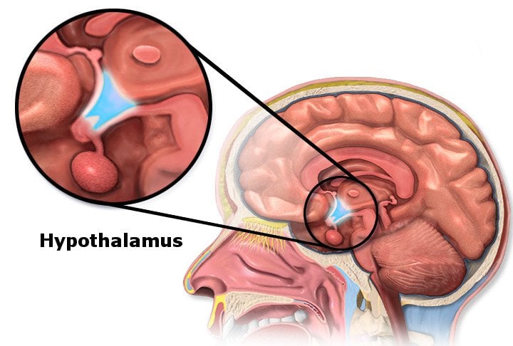 Hypothalamus in brain diagram