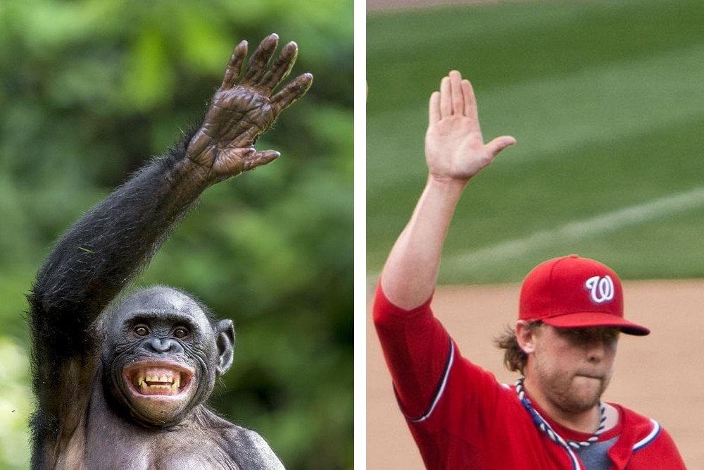 If Humans Evolved From Apes, Why Do Apes Still Exist? » ScienceABC