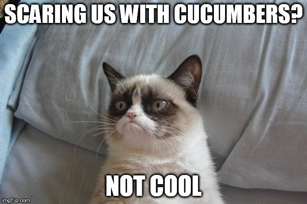 Why These Scaredy Cats Are Absolutely Terrified of Cucumbers - ABC News