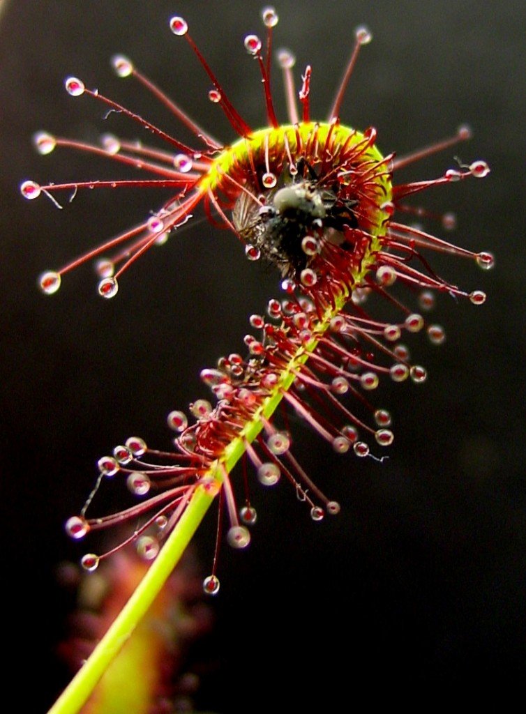 Sundew