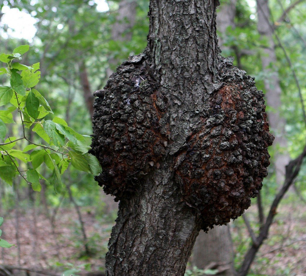 Black knot on tree