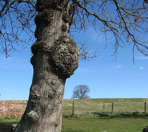 Bulge on tree (Burls on a tree trunk in Norfolk County, England)