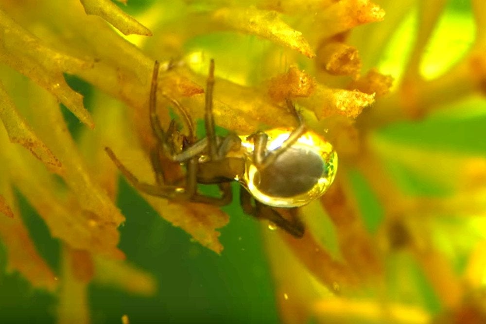 How these spiders use bubbles to live underwater