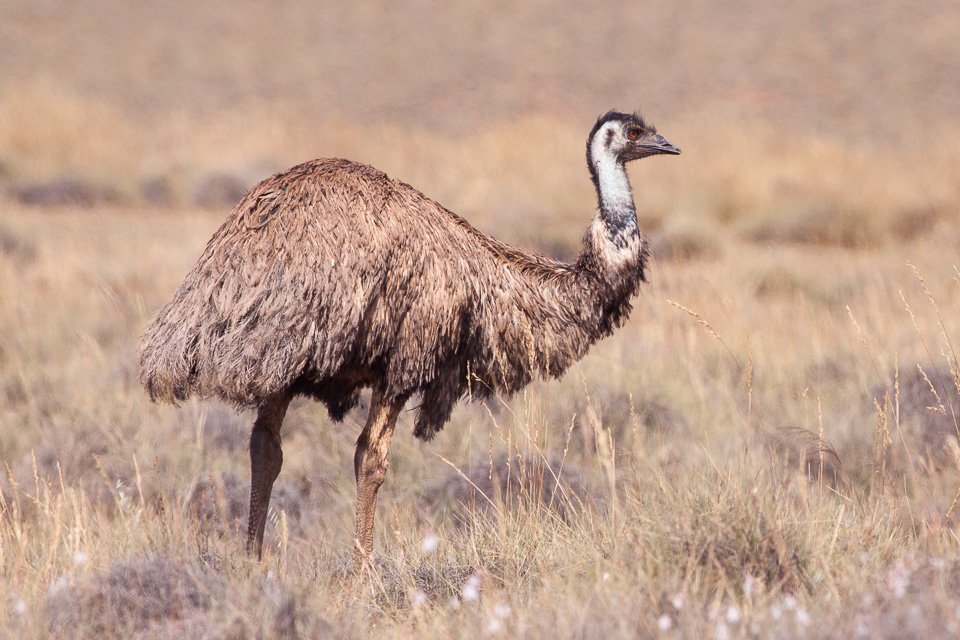 Emu