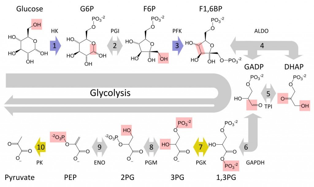 Glycolysis metabolic pathway 3 annotated