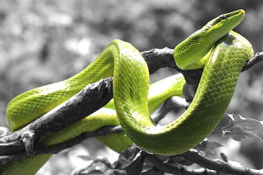 Green snake