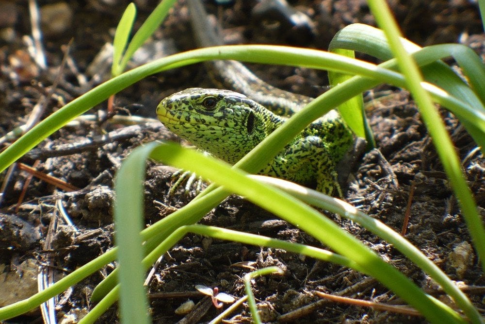 Hiding sand lizard