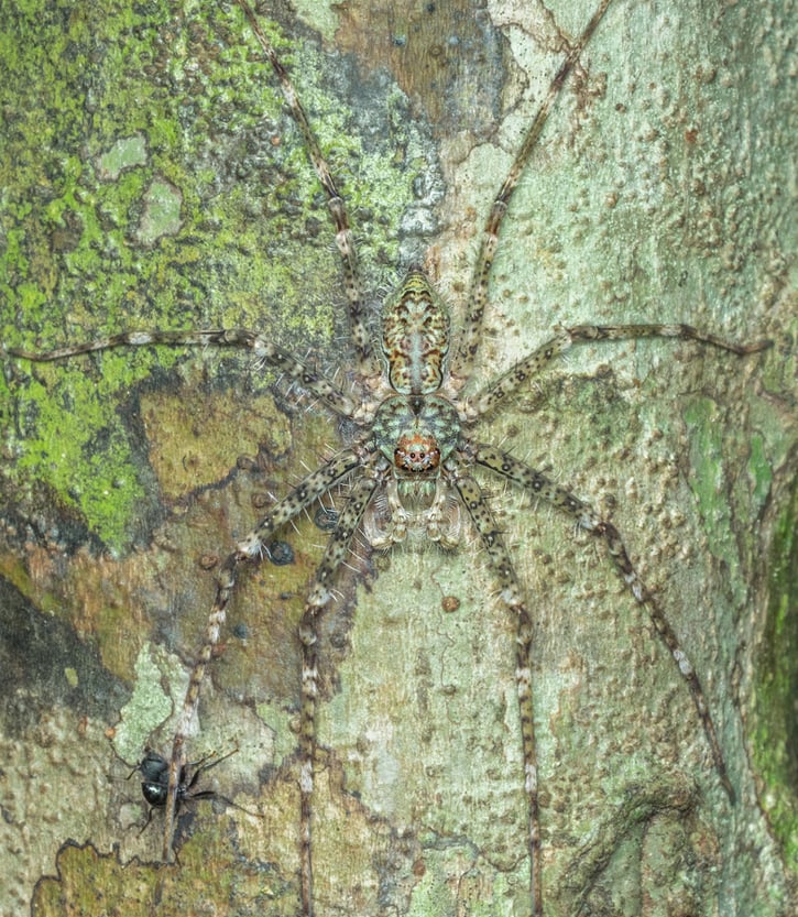 Huntsman Spider with pray(voon yian khiam)s