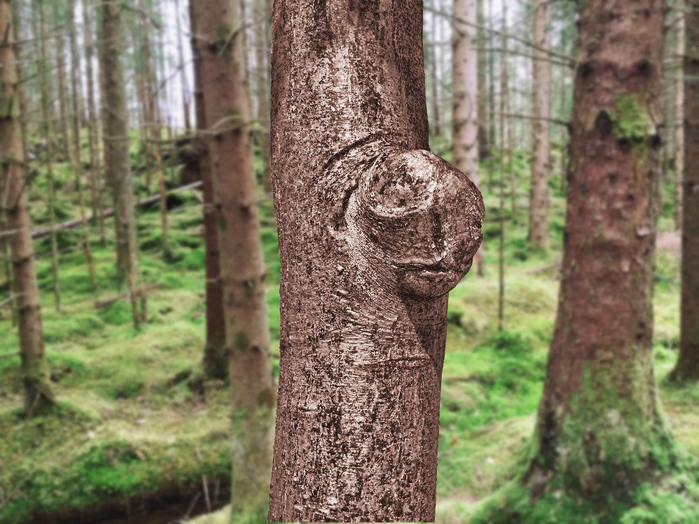 Knot on Tree trunk