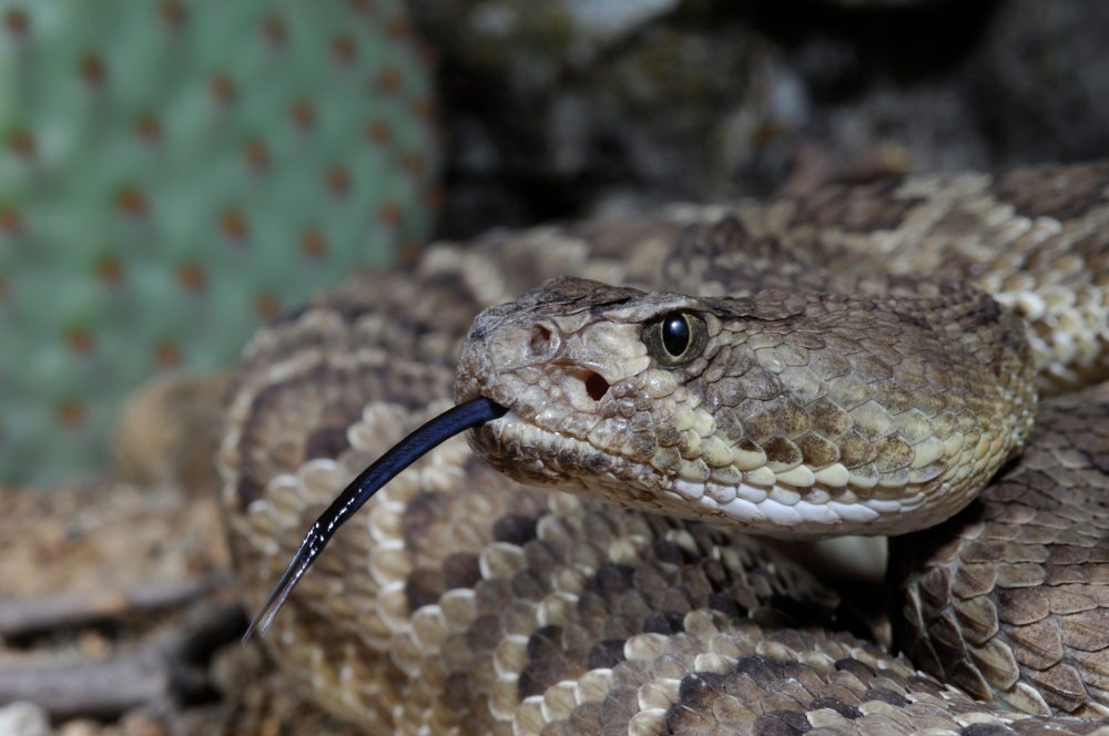 Mojave Rattlesnake portrait, (Crotalus scutulatus), Arizona(Breck P. Kent)s