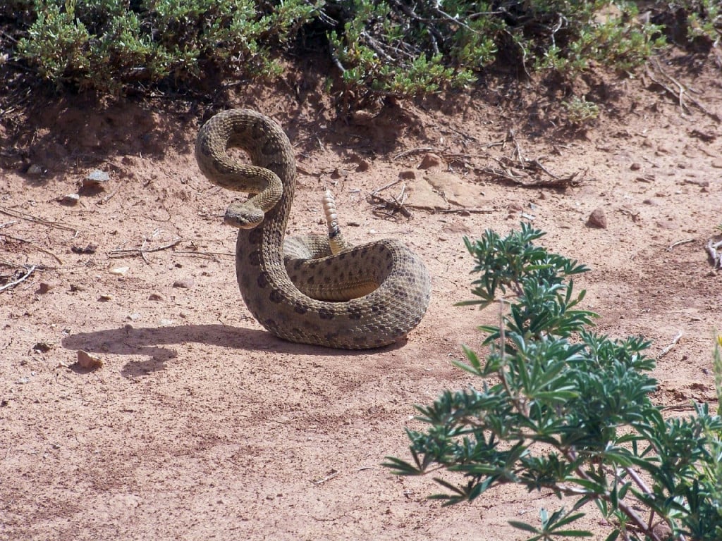 Rattle snake