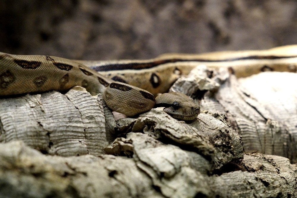 Rattlesnake Camouflage