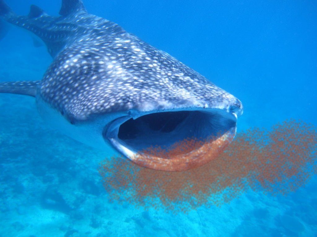 Shark eating krills