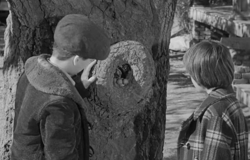 knothole to kill a mockingbird