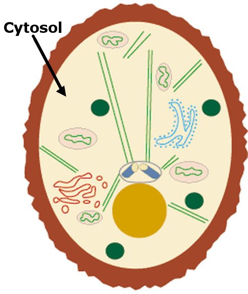 Cytosol