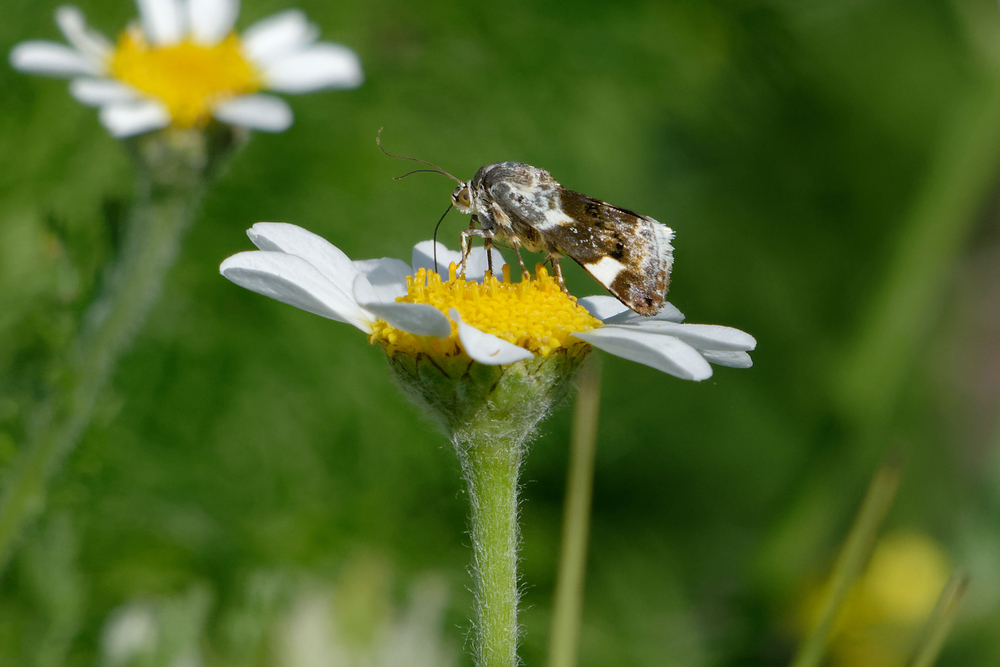 Pale shoulder (Acontia lucida) on a flower(LABETAA Andre)S