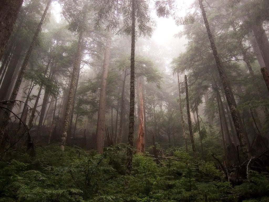 Raining in amazon forest