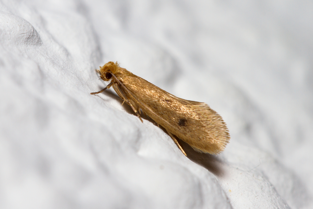 What's Eating You? Clothes Moths (Tineola Species)