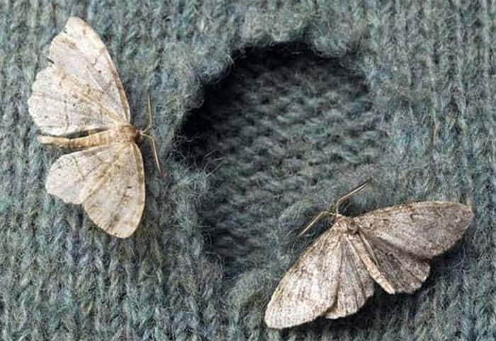 What's Eating You? Clothes Moths (Tineola Species)